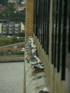 Kittiwakes nesting