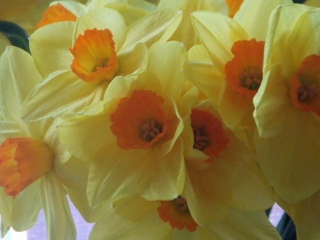 425395774_56e86b5085_1